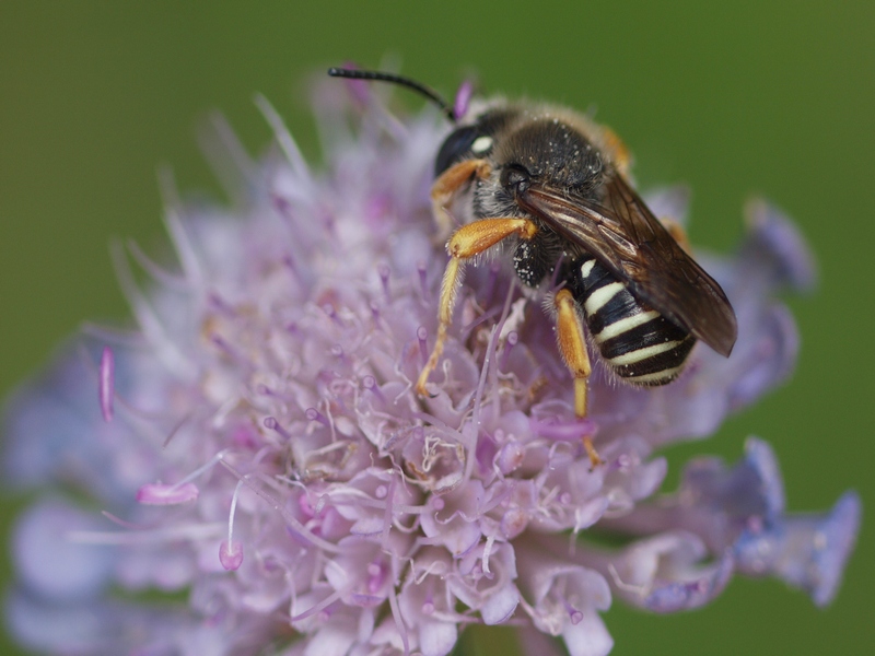 Apidae Megachilinae: cfr. Trachusa interrupta
